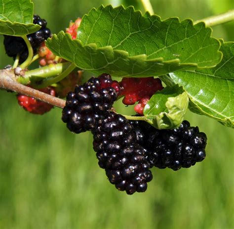 mulberry fruit for sale.